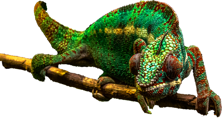 Chameleon on branch PNG